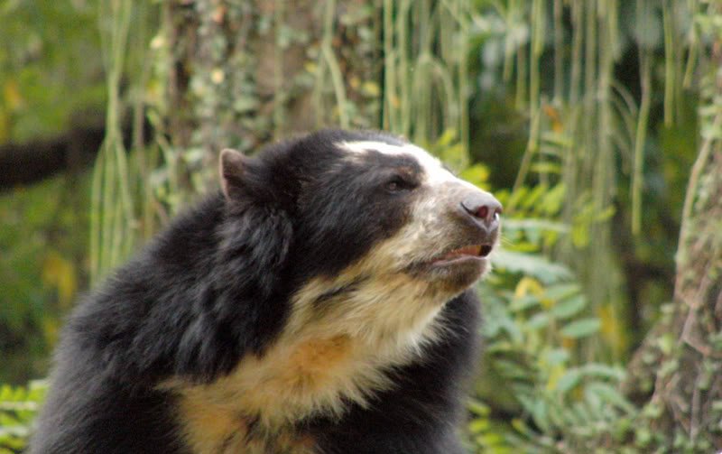 Fotos no jardim zoológico Photobucket