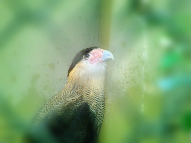 Fotos no jardim zoológico Photobucket
