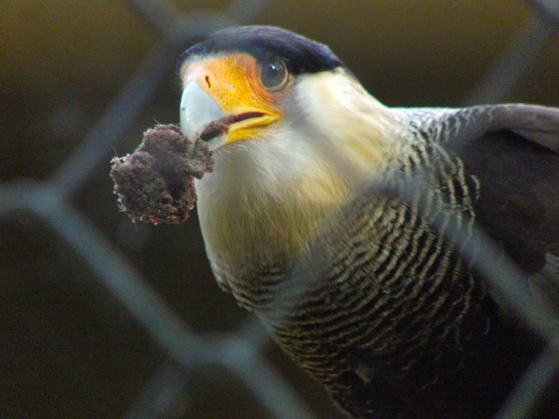 Fotos no jardim zoológico Photobucket