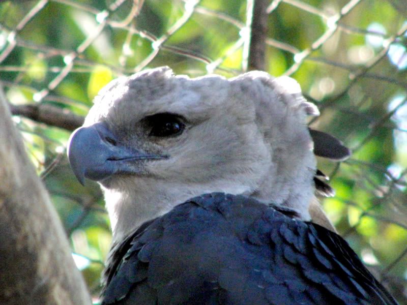 Fotos no jardim zoológico Photobucket