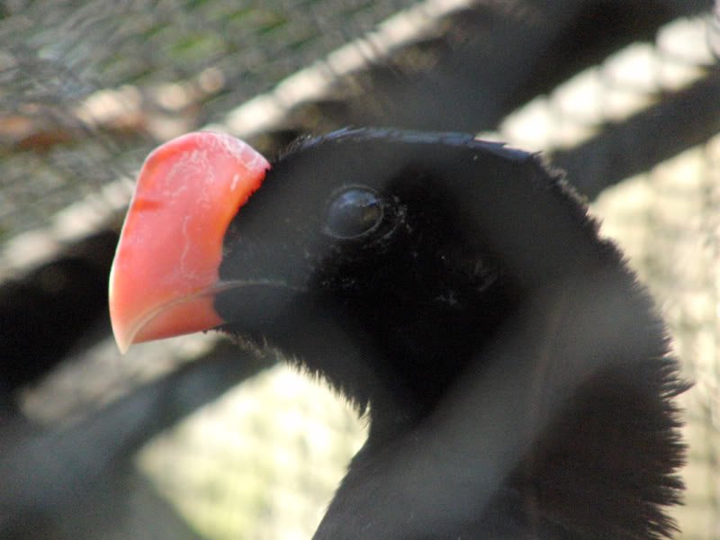 Fotos no jardim zoológico Photobucket