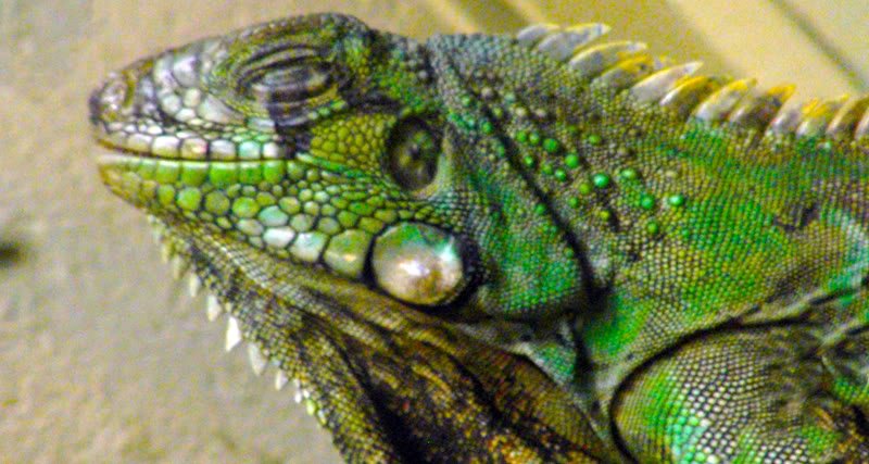 Fotos no jardim zoológico Photobucket