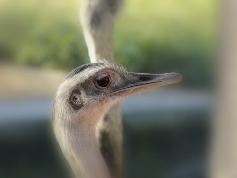 Fotos no jardim zoológico Photobucket
