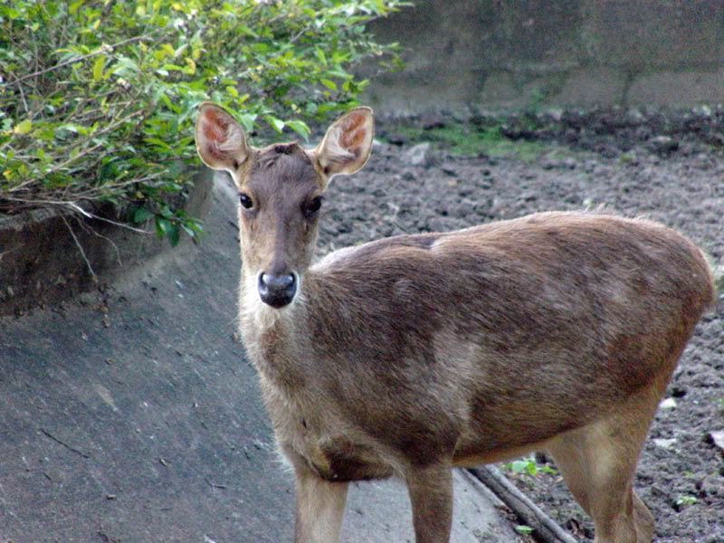 Fotos no jardim zoológico Photobucket