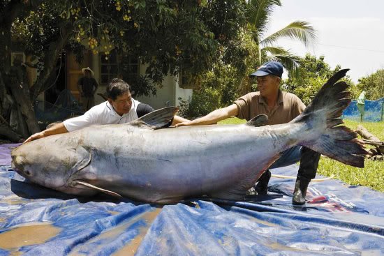 Mundo gigante - Um apanhado de coisas gigantes da web Photobucket