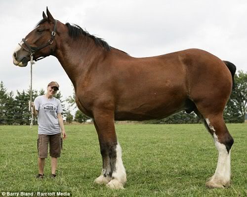 Mundo gigante - Um apanhado de coisas gigantes da web Photobucket