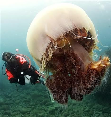 Mundo gigante - Um apanhado de coisas gigantes da web Photobucket