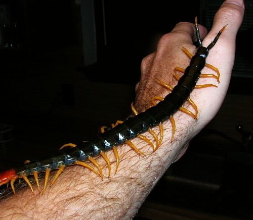 Mundo gigante - Um apanhado de coisas gigantes da web Photobucket