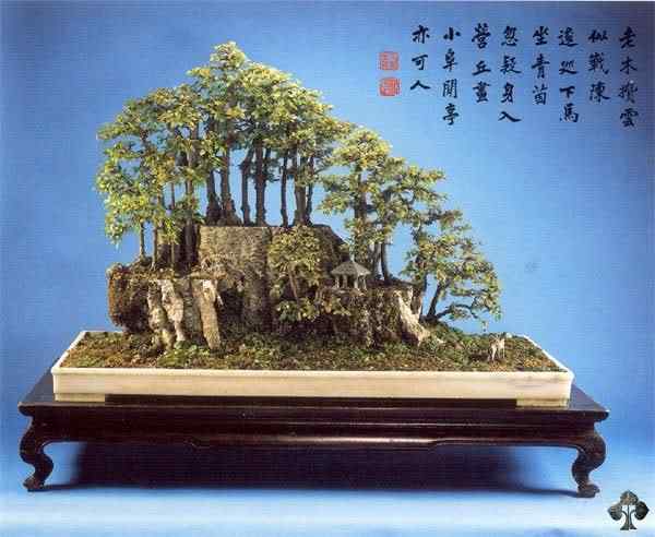 Bonsai: A arte de criar árvores em miniatura Photobucket