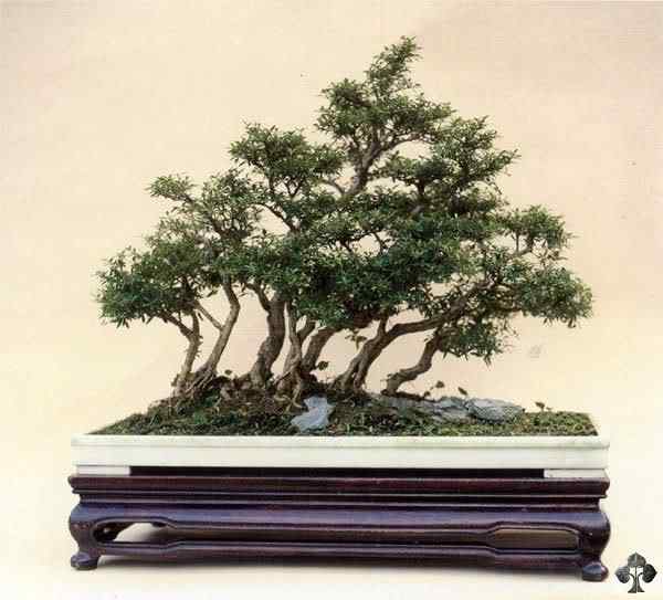Bonsai: A arte de criar árvores em miniatura Photobucket