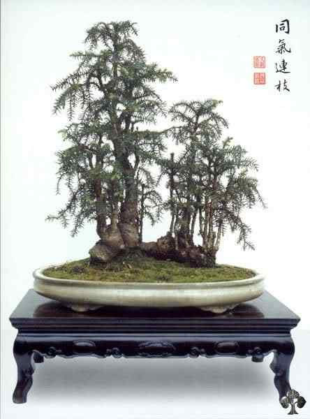 Bonsai: A arte de criar árvores em miniatura Photobucket