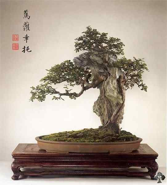 Bonsai: A arte de criar árvores em miniatura Photobucket