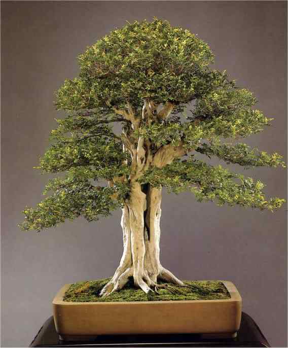 Bonsai: A arte de criar árvores em miniatura Photobucket