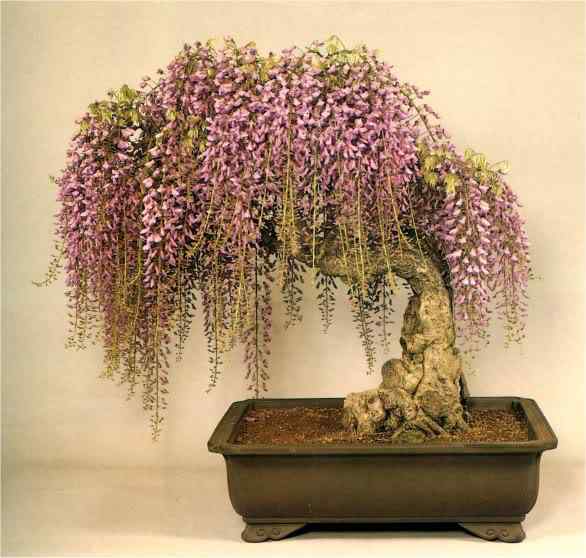 Bonsai: A arte de criar árvores em miniatura Photobucket