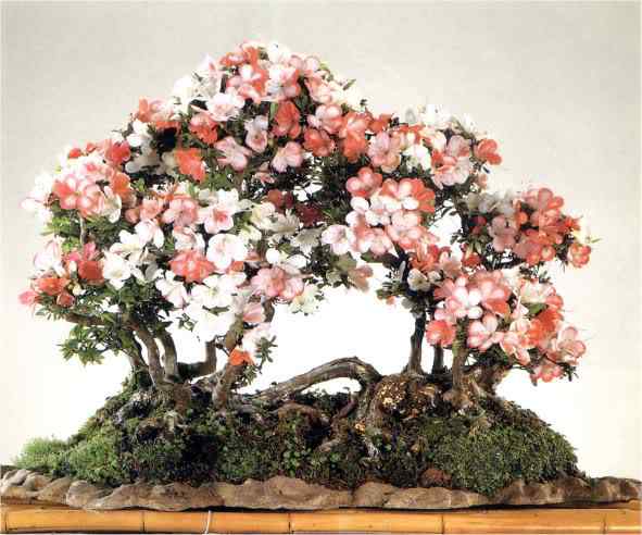 Bonsai: A arte de criar árvores em miniatura Photobucket
