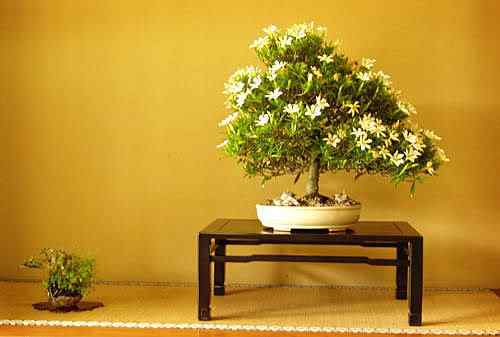 Bonsai: A arte de criar árvores em miniatura Photobucket