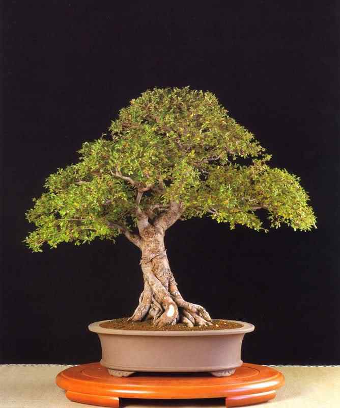 Bonsai: A arte de criar árvores em miniatura Photobucket