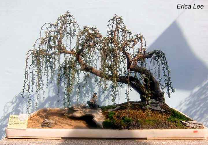 Bonsai: A arte de criar árvores em miniatura Photobucket