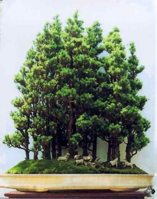 Bonsai: A arte de criar árvores em miniatura Photobucket
