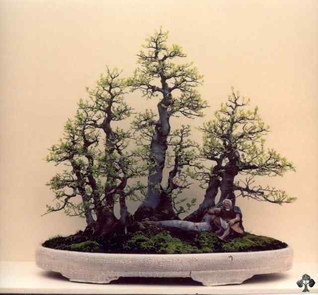 Bonsai: A arte de criar árvores em miniatura Photobucket
