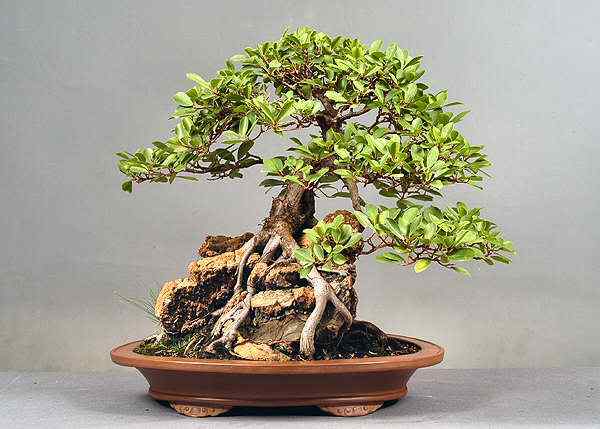 Bonsai: A arte de criar árvores em miniatura Photobucket