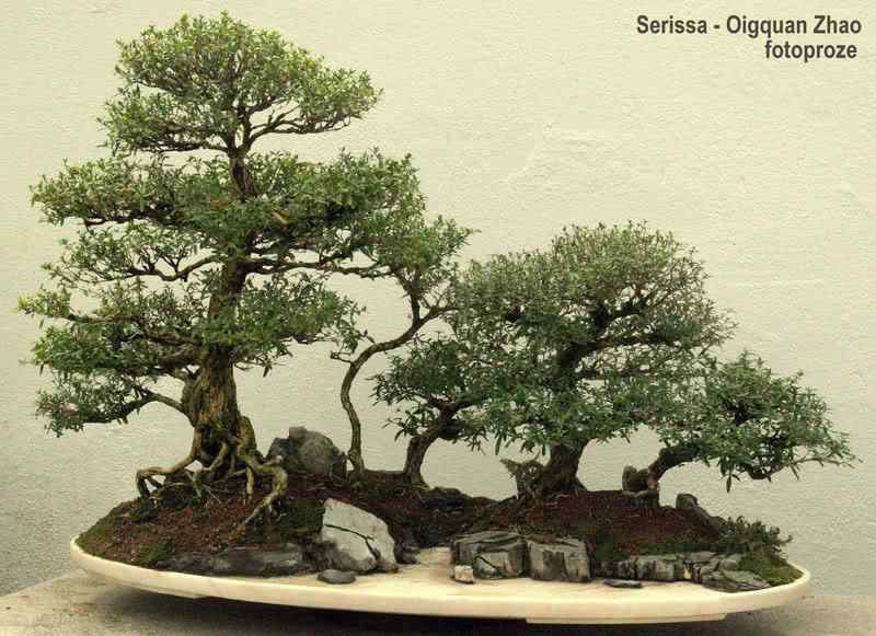 Bonsai: A arte de criar árvores em miniatura Photobucket