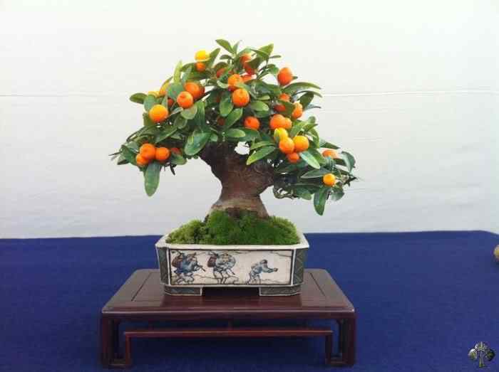 Bonsai: A arte de criar árvores em miniatura Photobucket