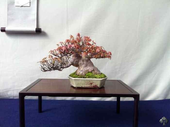 Bonsai: A arte de criar árvores em miniatura Photobucket