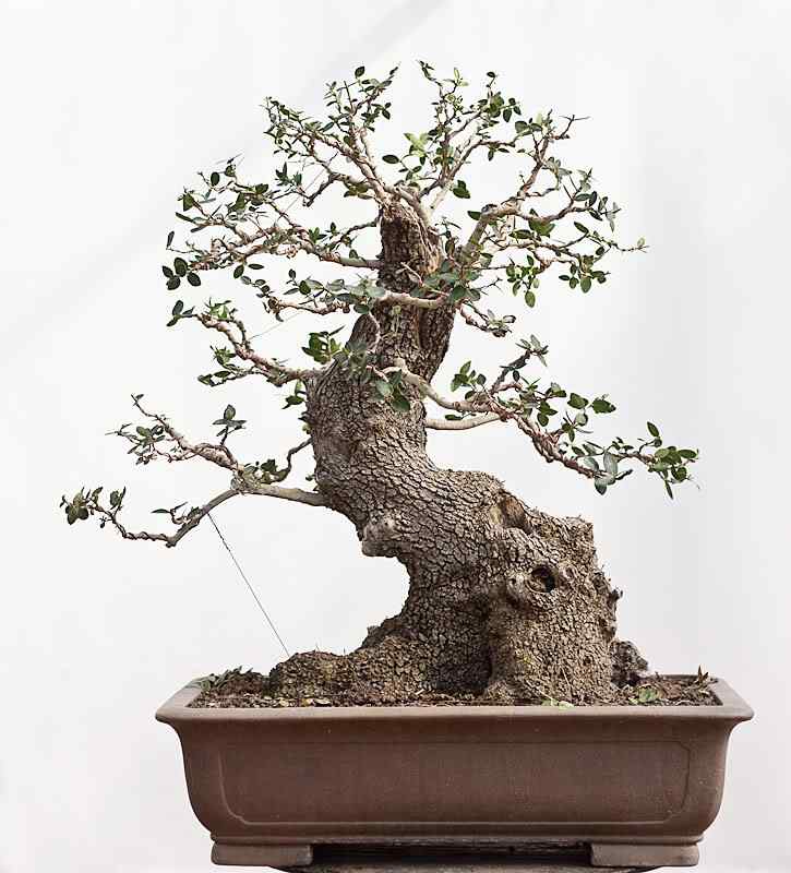 Bonsai: A arte de criar árvores em miniatura Photobucket