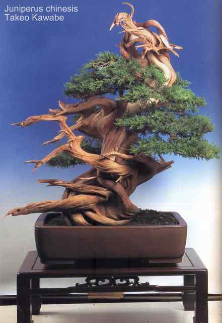 Bonsai: A arte de criar árvores em miniatura Photobucket