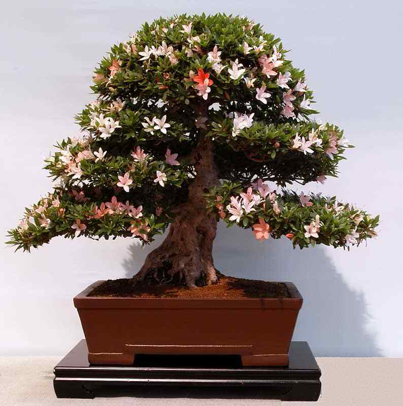 Bonsai: A arte de criar árvores em miniatura Photobucket