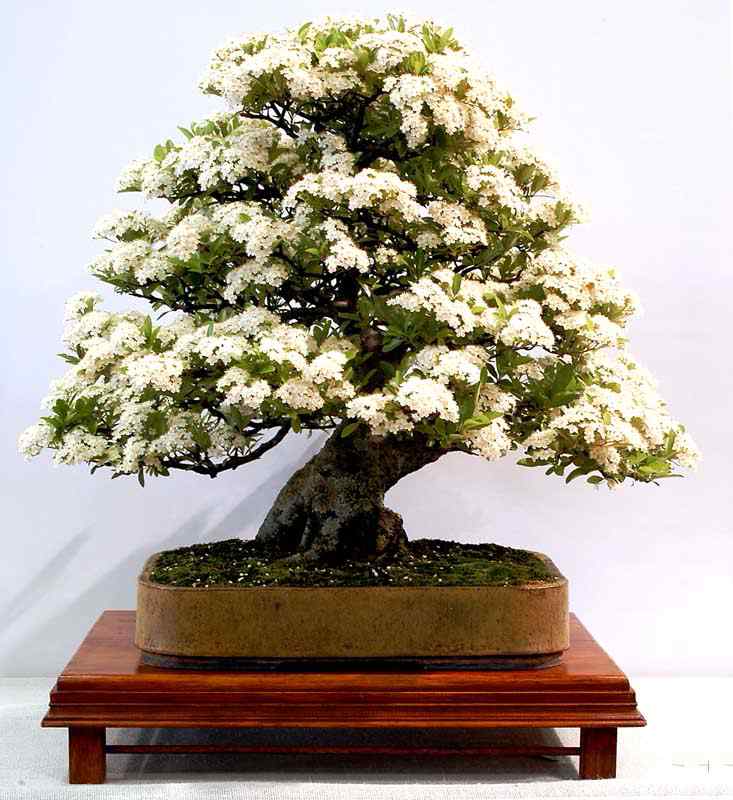 Bonsai: A arte de criar árvores em miniatura Photobucket