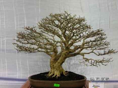 Bonsai: A arte de criar árvores em miniatura Photobucket