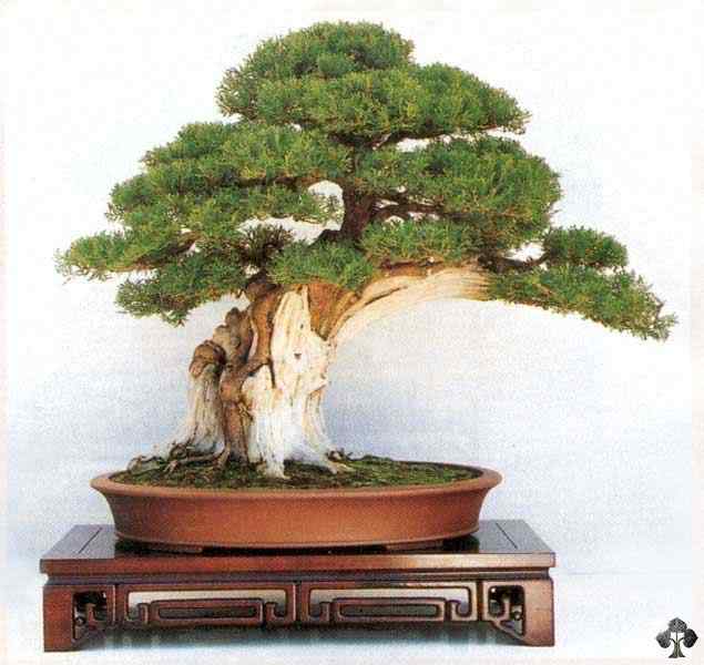 Bonsai: A arte de criar árvores em miniatura Photobucket