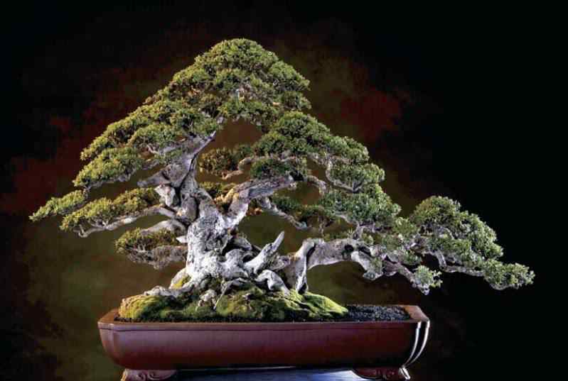 Bonsai: A arte de criar árvores em miniatura Photobucket