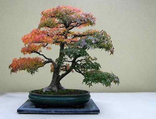Bonsai: A arte de criar árvores em miniatura Photobucket