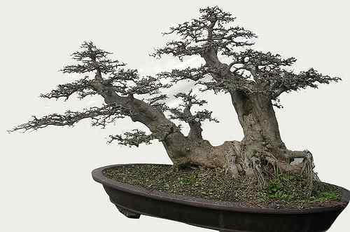 Bonsai: A arte de criar árvores em miniatura Photobucket