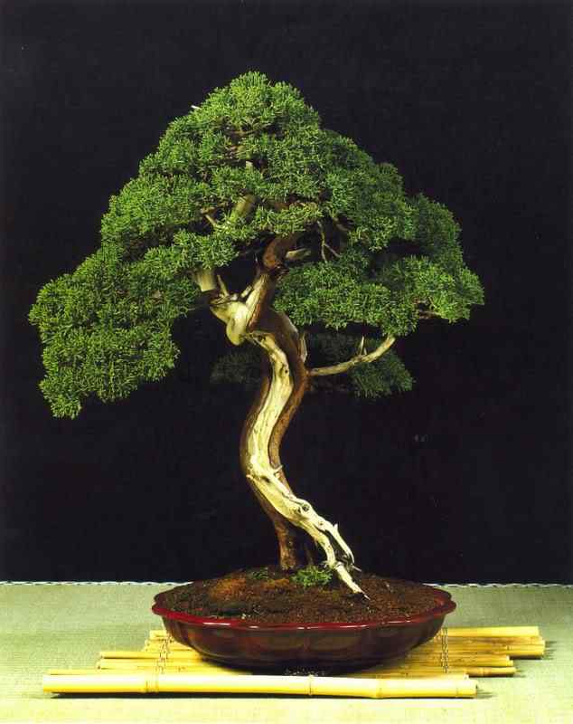 Bonsai: A arte de criar árvores em miniatura Photobucket
