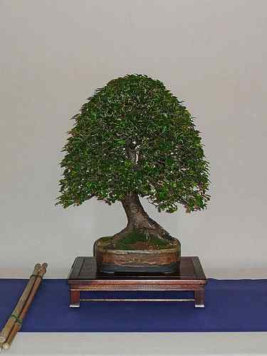 Bonsai: A arte de criar árvores em miniatura Photobucket