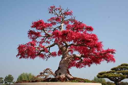 Bonsai: A arte de criar árvores em miniatura Photobucket