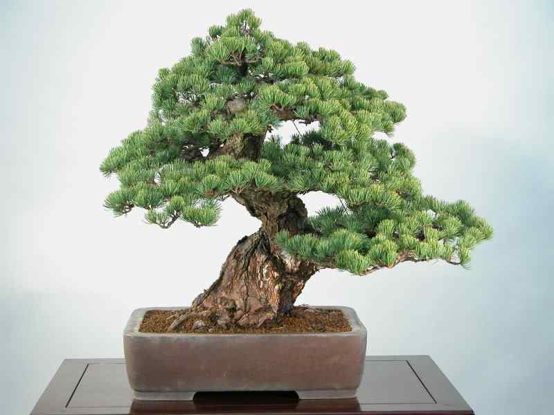 Bonsai: A arte de criar árvores em miniatura Photobucket