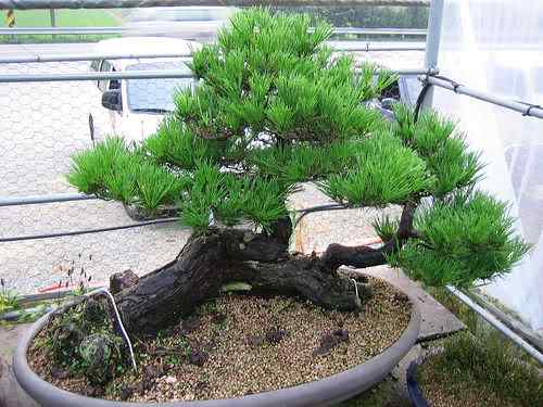 Bonsai: A arte de criar árvores em miniatura Photobucket