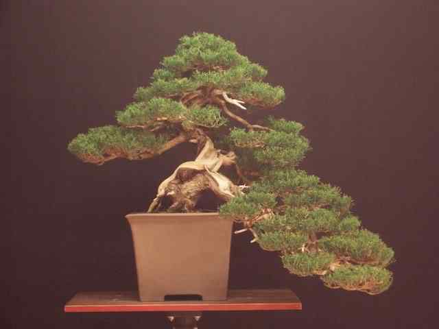 Bonsai: A arte de criar árvores em miniatura Photobucket