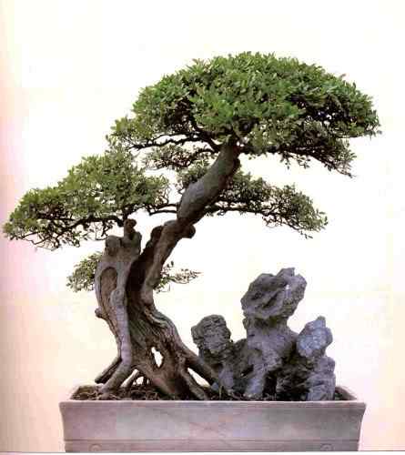 Bonsai: A arte de criar árvores em miniatura Photobucket