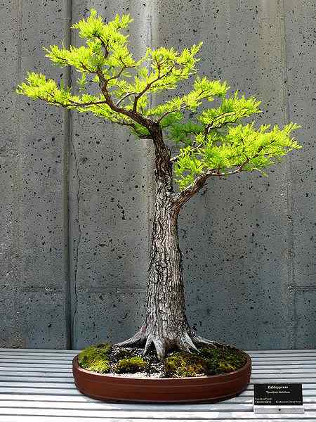 Bonsai: A arte de criar árvores em miniatura Photobucket