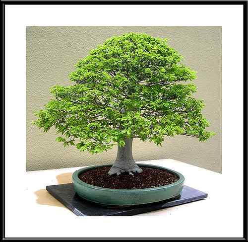 Bonsai: A arte de criar árvores em miniatura Photobucket