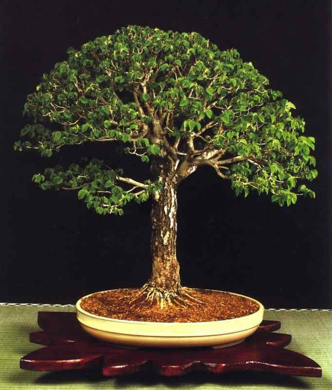 Bonsai: A arte de criar árvores em miniatura Photobucket