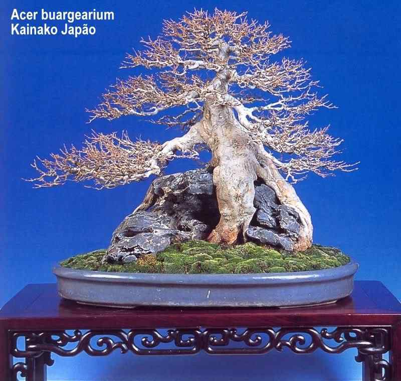 Bonsai: A arte de criar árvores em miniatura Photobucket