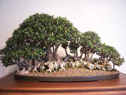 Bonsai: A arte de criar árvores em miniatura Photobucket