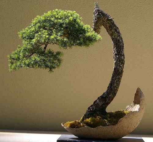 Bonsai: A arte de criar árvores em miniatura Photobucket